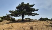 Tocht Stappen L'Albère - col de l ullat . puig d orella . puîg sant cristau . col de l ullat - Photo 10