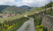 Trail Walking Kaysersberg-Vignoble - Boucle sigolsheim - kaysersberg par vignes et forêt  - Photo 4