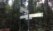 Trail On foot Hohe Wart - Blauer Pilz, Rundwanderweg Hessenthal Hohe Wart - Photo 3