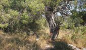 Trail Walking Cazevieille - dolmen cazevielle - Photo 3