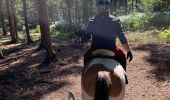 Trail Horseback riding Theux - La Reid Les Cours - Photo 3