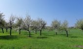 Randonnée Marche Marlenheim - Circuit de Bacchus - Le Riewerle - Photo 9