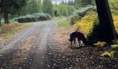 Trail Walking Vielsalm - Initiation bivouac j1 - Photo 20