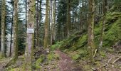 Trail Walking Sapois - circuit roche des ducs - Photo 8