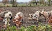 Percorso Marcia Soignies - Neufvilles 16 km - Photo 2