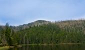 Tour Zu Fuß Spiegelau - Auerhahn - Photo 9