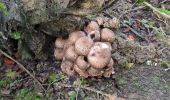 Randonnée Marche Corsaint - circuit Turley par forêt et prairie et ruisseau  - Photo 6