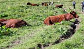 Trail Walking Mont-Dore - LE PUY DE SANCY PAR LE VAL DE COURRE ET LA TETE DE FLON  - Photo 18