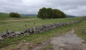 Tour Wandern Marchastel - [06] Compostelle : de Marchastel / Nasbinals à Saint-Chély-d'Aubrac - Photo 19