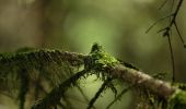 Tocht Te voet Schleusegrund - Naturlehrpfad 