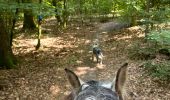 Trail Horseback riding Habay - Forêt de Rulles - Photo 17