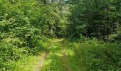 Trail Walking Hotton - melreux-hotton-ny - Photo 2