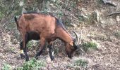 Randonnée Marche Cesseras - Gorges de la Cesse - Photo 11