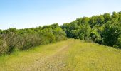 Tour Zu Fuß Willebadessen - Willebadessen Rundweg A7 - Photo 6