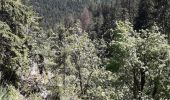 Tour Wandern Woll - le sentier des roches ... le Hohneck depuis la route des crêtes  - Photo 9