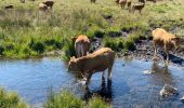 Tour Wandern Nasbinals - Nasbinals Montorzier Aubrac GR65 - Photo 14