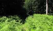 Tour Wandern Morienval - en forêt de Compiègne_37_les Tournantes des Petits Monts (sur et sous) - Photo 16