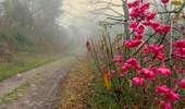 Trail Walking Honnelles - Promenade des Rocs - Montignies-sur-Roc  - Photo 1