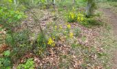 Trail Walking Havelange - Barvaux en Condroz 220425 - Photo 18