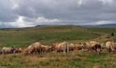 Trail Walking Anglards-de-Salers - Chemin des estives - Photo 8