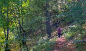 Randonnée Marche Bouillon - Balade au fil du ruisseau des Aleines - Les Hayons - Photo 7