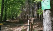 Randonnée Marche Libin - REDU ... le petit bois des légendes ardennaises . - Photo 7