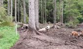 Tocht Stappen Gemeinde Scheffau am Wilden Kaiser - Hintersteinersee - Photo 12