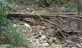 Tour Wandern Collobrières - Collobriéres. Sommet de l'Argentière  - Photo 5