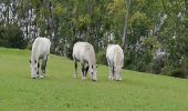 Tour Wandern Cambremer - Cambremer - Photo 2