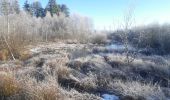 Trail Walking Vielsalm - entre Fraiture et le plateau des Tailles - Photo 13