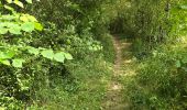 Trail Walking Soisy-sur-École - Soizy-sur-Ecole - La Padole - Photo 18