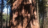 Trail Walking Urmatt - Lutzelhouse Rosinen Fels , cascade,séquoia  - Photo 13