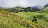 Excursión Senderismo Ferrère - montagne d'Areng depuis la piste forestière après Férrères - Photo 4