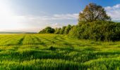 Tour Zu Fuß Gersheim - Gänseweg - Photo 7