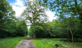 Trail Horseback riding Falck - Falck - Forêt de la Houve - Photo 15