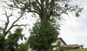 Percorso A piedi Leutschach an der Weinstraße - Grenzpanoramaweg - Photo 2