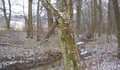 Percorso A piedi Eggolsheim - Rundweg Waldlehrpfad Serlbach - Photo 4