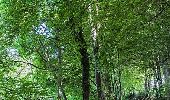 Trail Walking Volvic - Le tour des bois  - Photo 1