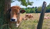 Tocht Stappen Villers-le-Bouillet - gotroul . merexhe . doyard . champia . antheit . gotroul - Photo 12