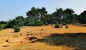 Trail Walking Lommel - Le Sahara de Lommel  - Photo 2