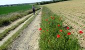 Percorso A piedi Beauvechain - #180525 - Tourinnes, variante 8,2 km - Photo 10