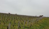 Randonnée Marche Vougeot - Clos Vougeot - Photo 3