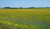 Tour Wandern Saint-Laurent-de-Lin - Saint-Laurent-de-Lin - GRP Castelvalérie Lublé - 13.3km 70m 3h00 (35mn) - 2023 05 27 - Photo 7