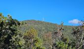 Tour Wandern Pignans - Balade dans les Maures - Photo 1