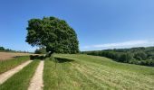 Trail Walking Braine-le-Comte - GRP127 : De Hennuyères à Nivelles - Photo 14