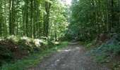 Tour Wandern Lacombe - En forêt de la Loubatière - Photo 10