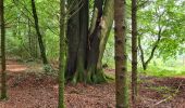 Randonnée Marche Paliseul - Boucle bois Neuvi, la grotte de Nollevaux, La Plaide - Photo 2