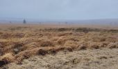 Trail Walking Waimes - CANI-RANDO TOUR ( boucle les caillebotis de la fagne wallonne) - Photo 1