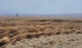 Randonnée Marche Waimes - les caillebotis de la fagne wallonne  - Photo 15