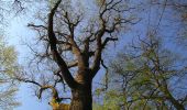 Tour Wandern Rethondes - en forêt de Laigue_1_le Grand Octogone - Photo 17